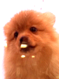 Chien